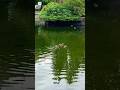 Ducks Swimming Underwater Duck Swimming Underwater Duckshorts Youtube Youtubeshorts Spain