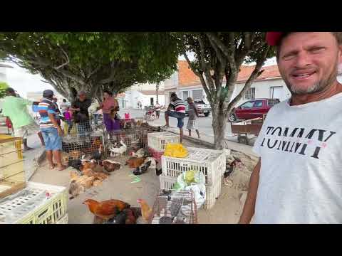 FEIRA DAS GALINHAS EM SÃO JOSÉ DA TAPERA - AL 17 - 01 - 2026 #nordeste