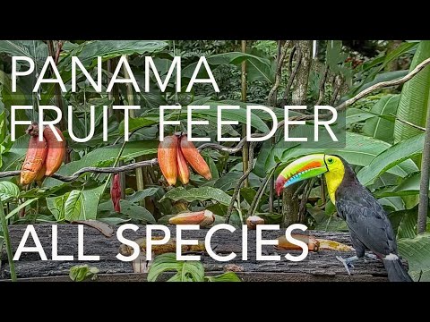 Panama Fruit Feeder All Species Compilation – Oct. 28, 2021