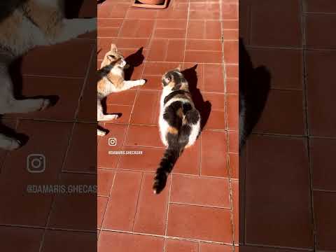 🌿Vita da gatti🐈#gatto #gatti #cat #catlover #catvideos #cutecats #funnycats #perte #fyp #shorts