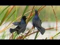 Amazing Grackle Mating and Territory Dance Competition