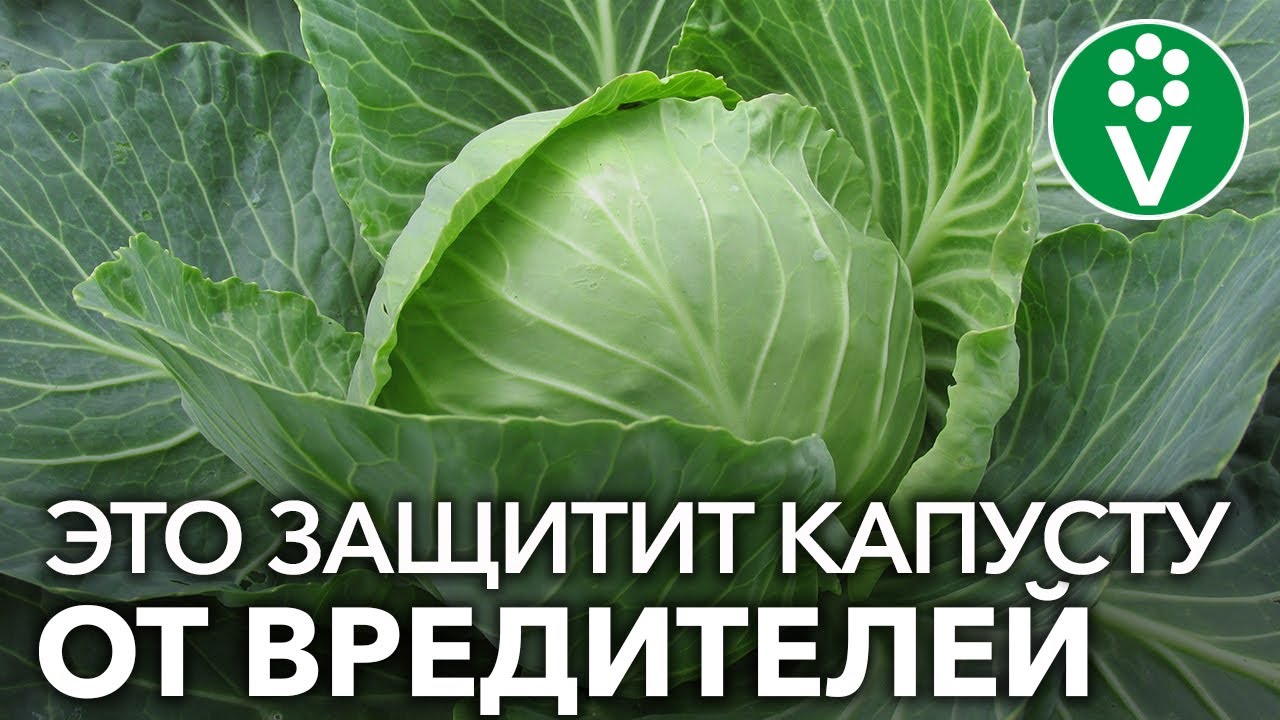 Почему на моей КАПУСТЕ НЕТ ВРЕДИТЕЛЕЙ? 3 АБСОЛЮТНО БЕЗОПАСНЫХ способа борьбы!