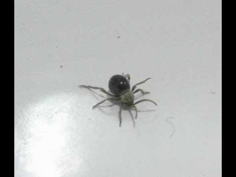 download lagu mp3 mp4 American Spider Beetle, download mp3 American Spider Beetle free download, download mp3 American Spider Beetle