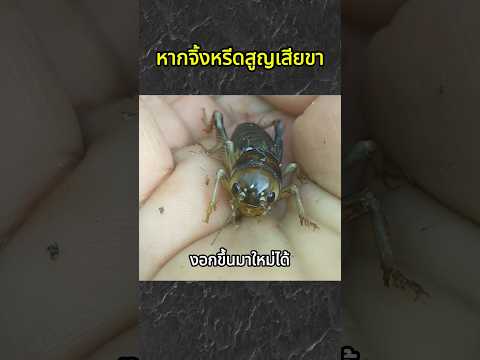 หากจิ้งหรีดสูญเสียขา