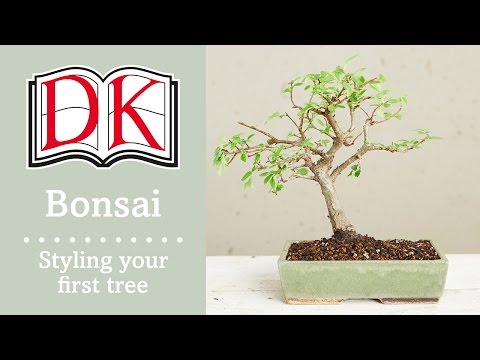 盆栽: 初めての盆栽のスタイリング