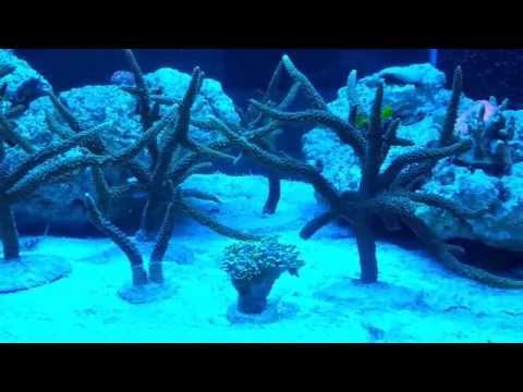 skała w baniaku dino odeszlo