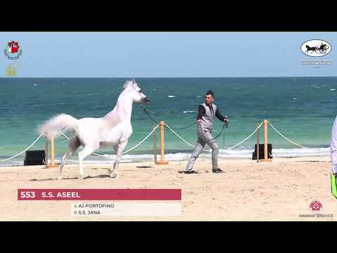 N.553 S.S. ASEEL - Al Dhafrah Arabian Horse Championship 2023 - Stallions 7+ Years Old (Class 10...