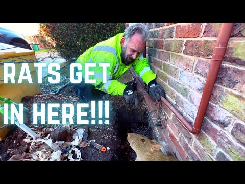 RAT holes around your house? HOW TO STOP RATS burrowing into your house!