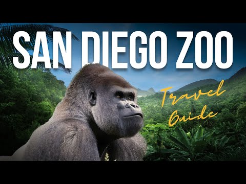 San Diego Zoo FULL TOUR: the 10 Best Things to Do [4k]