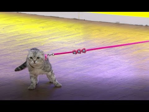 ӨНӨӨ ӨГЛӨӨ - Муур