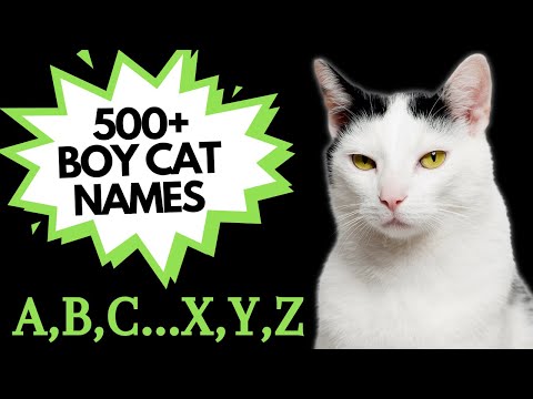 500+ MALE CAT Names for EVERY letter of the ALPHABET 🎉| Unique BOY Cat Names
