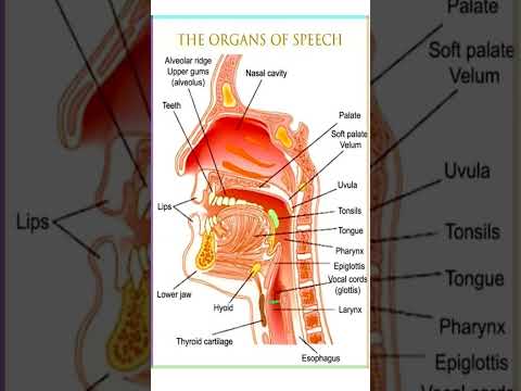 The Organs of Speech | How We Produce Sounds and Words