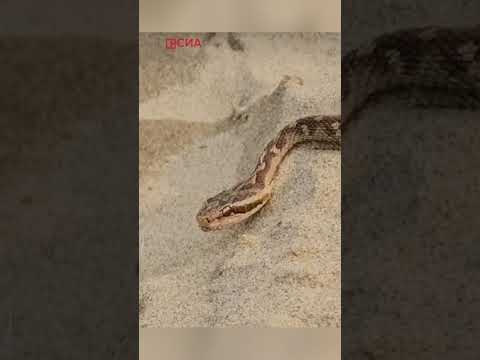 Гадюку заметили возле Якутска. Ареал обитания вида расширяется