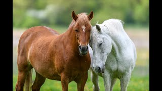 Sexe : comment fait le cheval  - ZAPPING SAUVAGE