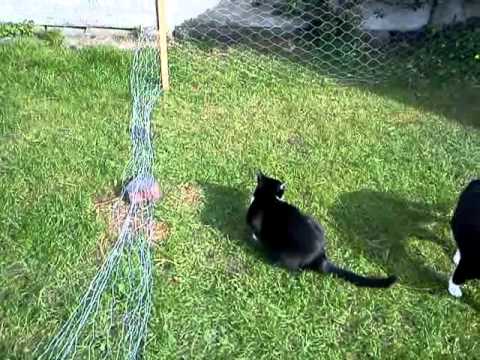 Do rabbits eat cats?