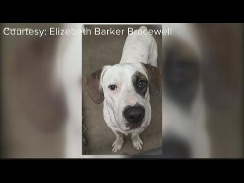 Twiggs deputies investigating dog set on fire