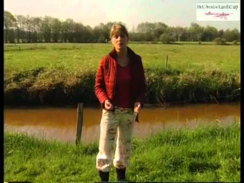 De Schat van Drenthe - De Reest