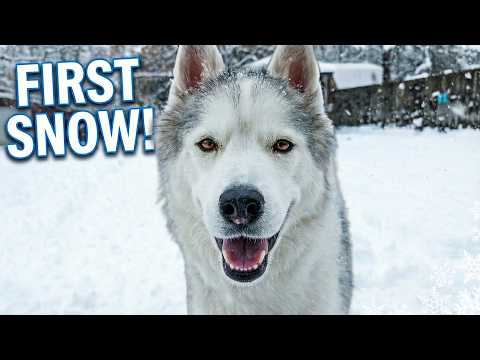 Gone to the Snow Dogs and Snow Dogs Vlogs