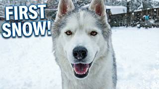 The Dogs Reaction to the First Snow is PRICELESS