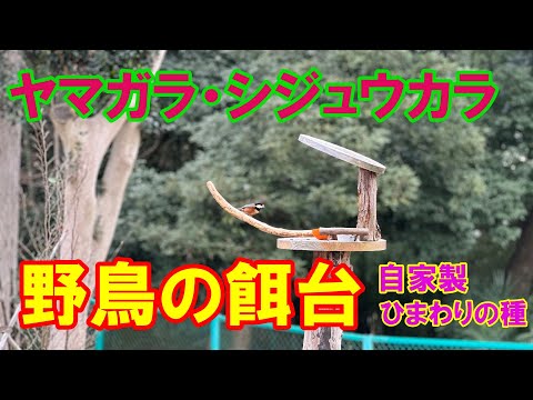 餌箱に砂を入れる 鶏が雄鶏を飼う頻度