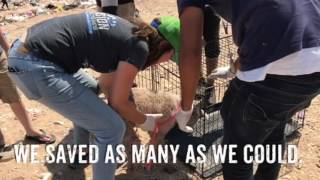 Dogs Found Living in the Trash Dumps of Mexico
