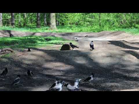 Hooded crows - Corvus cornix 4K