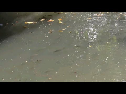 Polícia Ambiental aplica R$ 50 mil em multa durante a Piracema