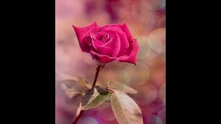 ♥•°”˜♥˜”*°•♥ Roger Saint-Denis ♥ Equilibrium♥•°”˜♥˜”*°•♥