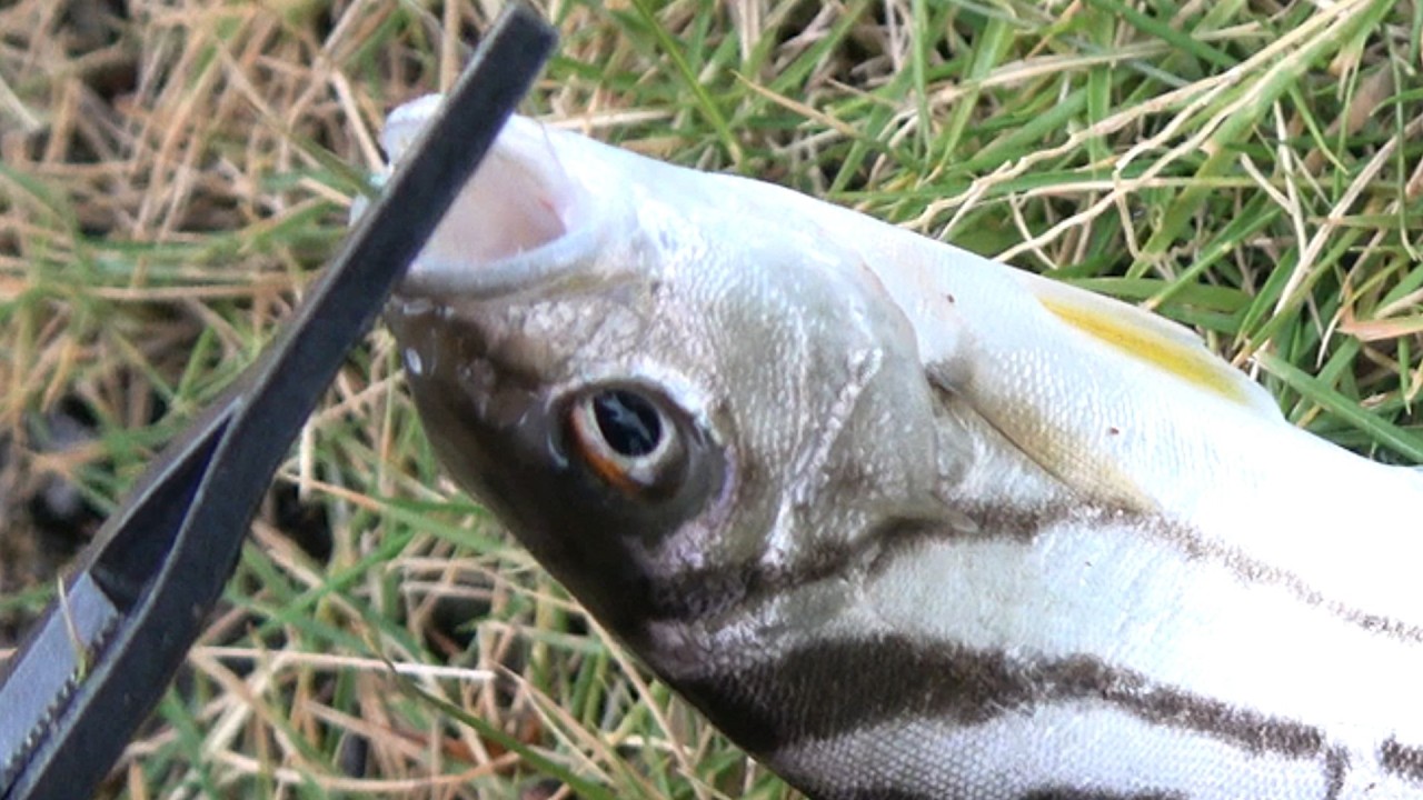 刺さった釣り針を吐き出した？コトヒキ