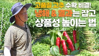 고추 명인도 인정한 냉해 & 바이러스 방제법 +고품질 고추 수확 비결!