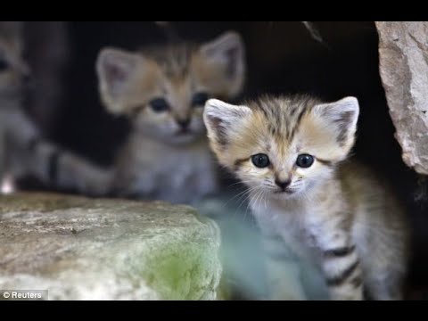 Cutest Cats: Baby Sand Kittens