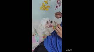 Video preview image #1 Maltese Puppy For Sale in Seattle, WA, USA