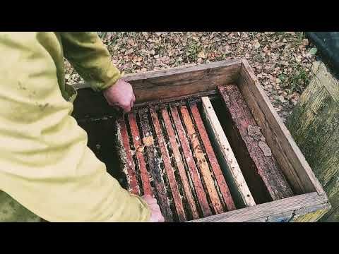 Пчеловодство.Роеловство. Подготовка летнего роя к зимовка проверка кормов сборка гнезда пчёл в зиму.