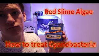 How to treat Red slime algae in a Reef Tank with Chemiclean (Cyanobacteria)