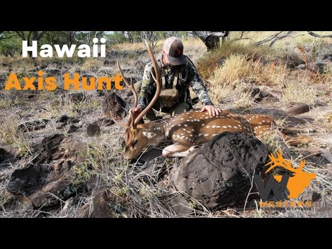 Axis Deer Hunting in Hawaii