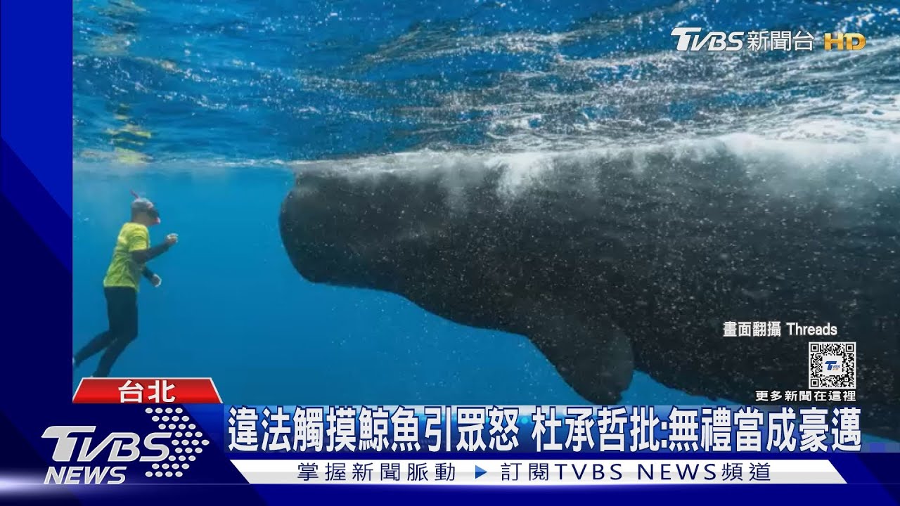 彈頭「共游+觸摸抹香鯨」遭批丟臉到國外 觀光局發函警告同業