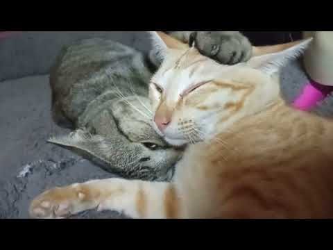 The Limitless Love of Adorable Kittens Tali & Jordy | Cats and Kittens Love