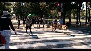 preview picture of video 'Deer crossing the crosswalk. At Nara Park.　横断歩道を渡る鹿'