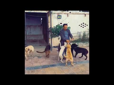 Dogs happy with Talat