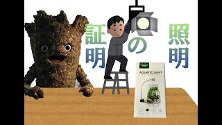 【雑談】植物にスポットライト当てたいだけ