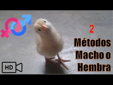 , title : '2 Métodos para saber si un pollo es macho o Hembra'