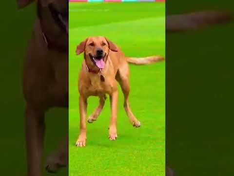 Dog Stops Play and Starts Dancing During India vs New Zealand! 😂🏏