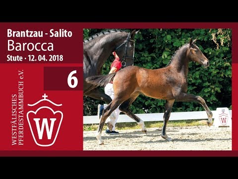 006  Barocca SF v. Brantzau - Salito