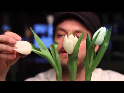 Experimentkalendern 22 december: färgad tulpan