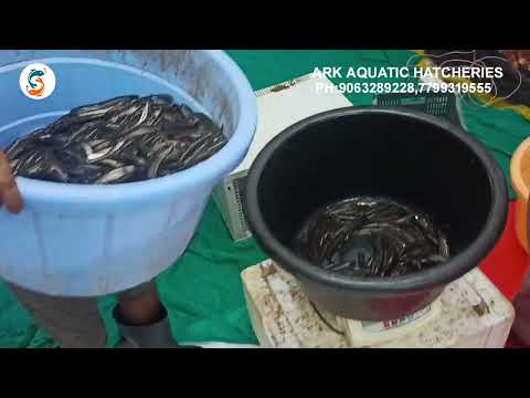 Desi black murrel/sole fish / korameenu fish seed