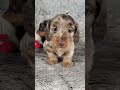 Miniature Dachshund dogs for sale: Caden - Video 1