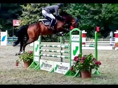 Carlton SR v. Cascadello I x Contender - stallion 2013