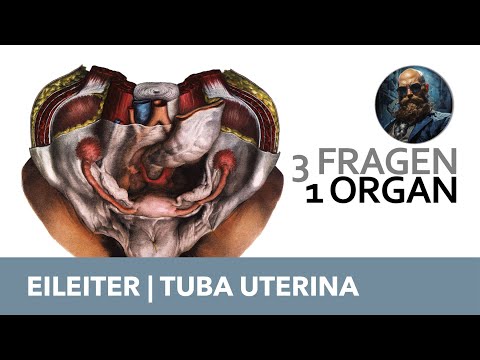 3 Fragen 1 Organ Eileiter, Tuba uterina | Anatomie Prüfung