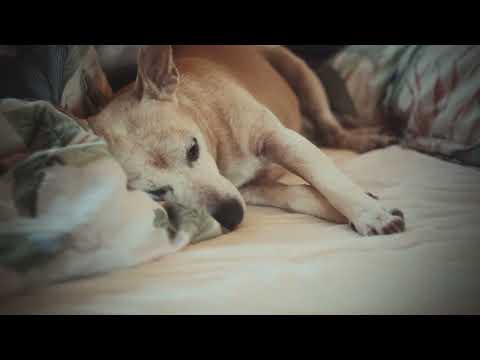 The Most Perfect Being