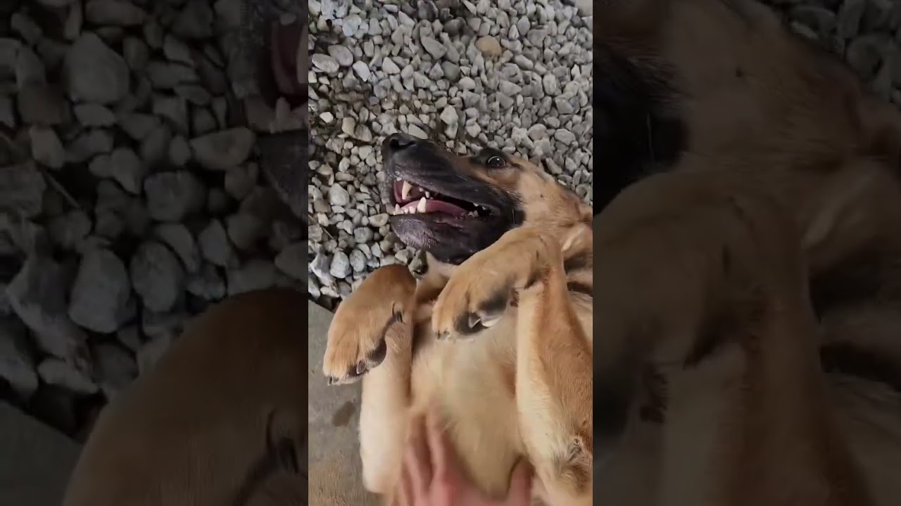 HAPPY, an adopted mixed breed in Joshua Tree, CA video 4/5